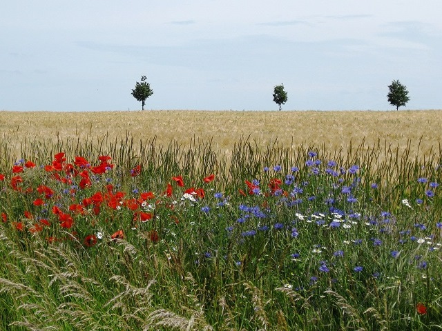 Mohn und Kornblumen