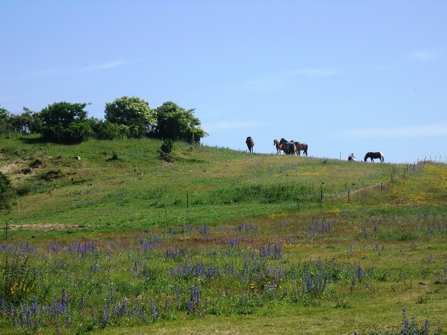 Naturschutzgebiet Dornbusch