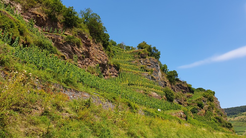 Mosel-Weinberge